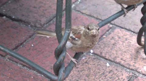 Closeup on sparrows perched on a wire chair Stock Footage