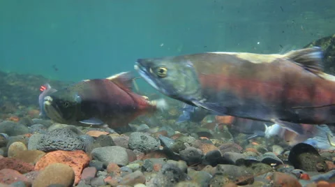 CLOSEUP OF SPAWNING KOKANEE SALMON SWIMMING Stock Footage 53340385