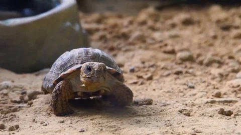 Closeup of a speckled cape tortoise walking in the sand, Endangered tropical  Stock Footage 111910920