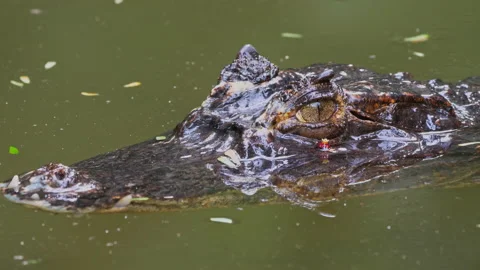 Closeup of a spectacled caiman, blinking Video stock 235859852