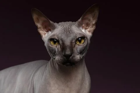 Closeup Sphynx Cat Looking in camera on purple Stock Photos