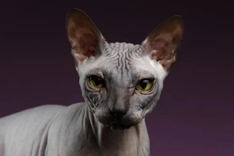 Closeup Sphynx Cat Looking in camera on purple Stock Photos