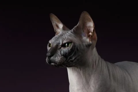 Closeup Sphynx Cat Looking forward on purple Stock Photos