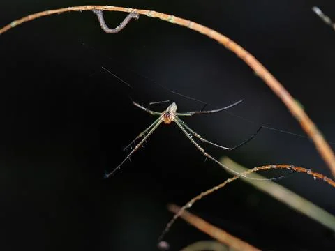 Closeup of spider and spiderweb over green Stock-Fotos