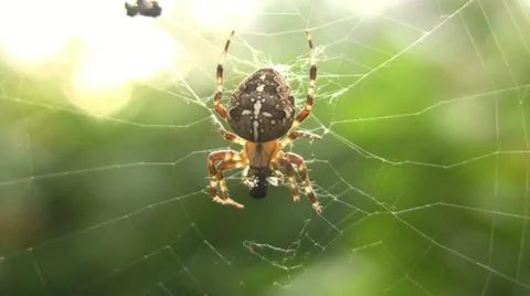 Closeup of a Spider eating a Fly Video stock 11384567