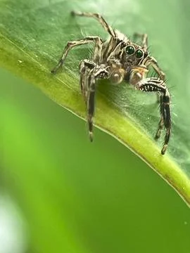 Closeup of a spider on a green leaf (9) Stock Photos