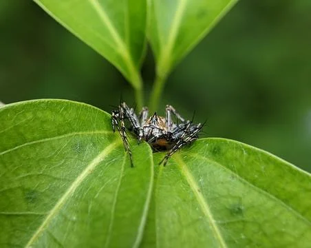 Closeup of a spider on a green leaf Stock Photos