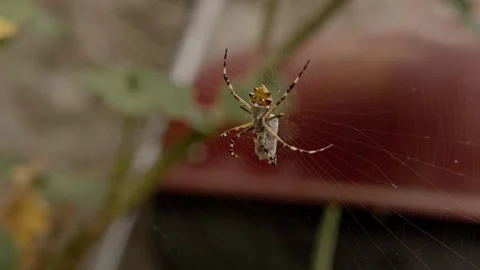 Closeup of Spider Hanging in Web With Striped Legs and Detailed Body Stock Footage 345979129