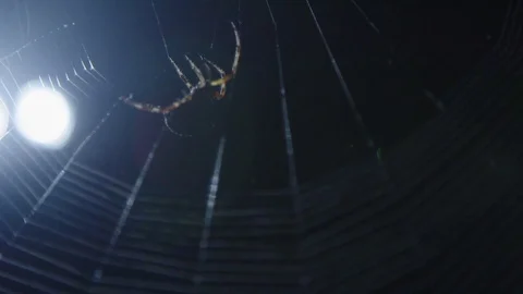 Closeup of a spider in his web Vídeos de archivo 76189643