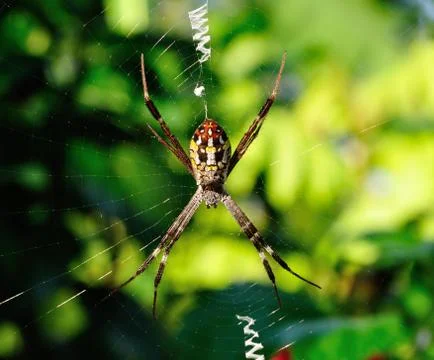 Closeup spider in its web Stock Photos