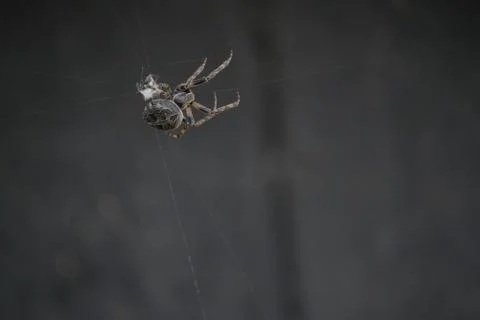 Closeup of spider making it's web on Amager Fælled 2017 Stock Photos