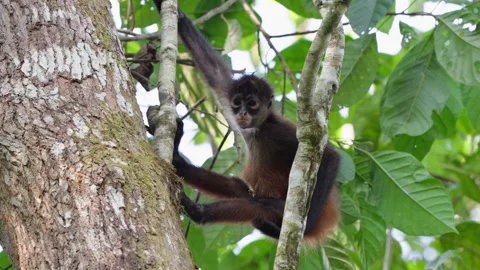 Closeup Of Spider Monkey Hanging In A Tree Scratching Butt Looking At Camera Stock Footage 285859657