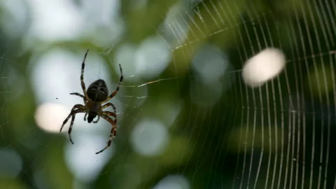 Closeup of spider on the net. Blurred green foliage on background. Cobweb is mov Stock-Footage 159302730