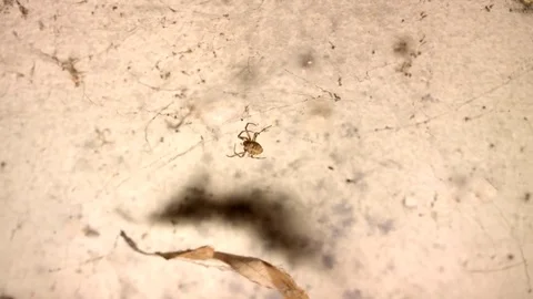 Closeup of a spider. Spider is walking throught the web, Stock-Footage 82656588