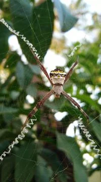 Closeup of spider in spiderweb with selective focus Stock Photos