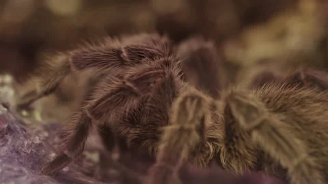 Closeup of spider tarantula on natural background. Stock Footage 228870962