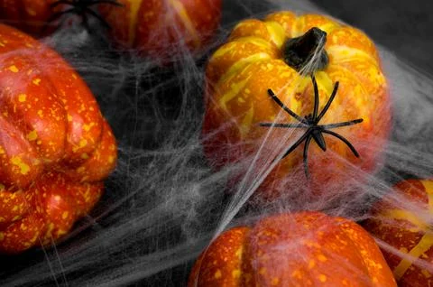 Closeup of a spider on web that covers pumpkins. Halloween banner.Spooky,scar Stock Photos