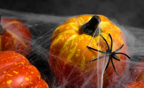 Closeup of a spider on web that covers pumpkins. Halloween banner.October 31 Stock Photos