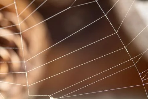 Closeup of a spider web with dew drops glowing in sunlight. Foto stock