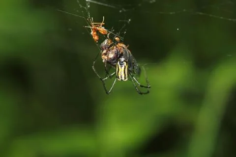 A Closeup Of A Spider On A Web That Engages Itself In Its Burn 스톡 사진