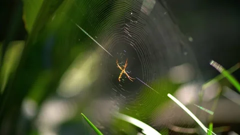 Closeup on a spider in the web. Stock Footage 131364063