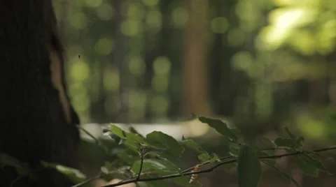 Closeup of Spider Web in Forest Stock Footage 47825421