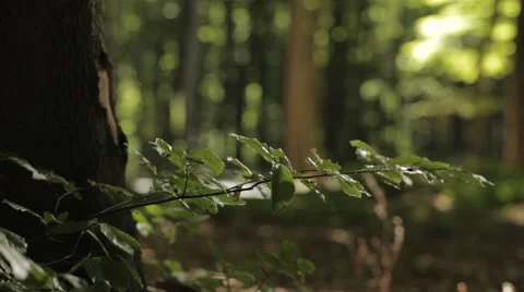 Closeup of Spider Web in Forest Stock Footage 47825575