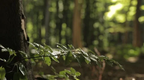 Closeup of Spider Web in Forest Stock Footage 47825608