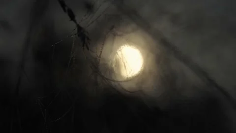 Closeup of spider web full with water humid drops at night, zoom in Video stock 206017139