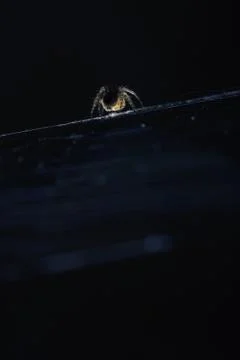 Closeup of spider on the web lit from below Foto stock