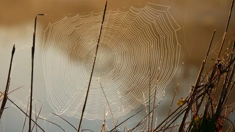 Closeup of Spider Web Moving by Wind on a Foggy Morning Stock Footage 231116049