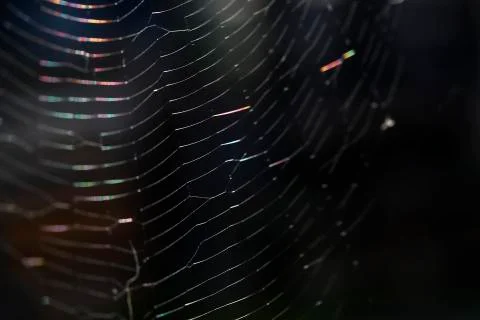 Closeup of a spider web Stock Photos
