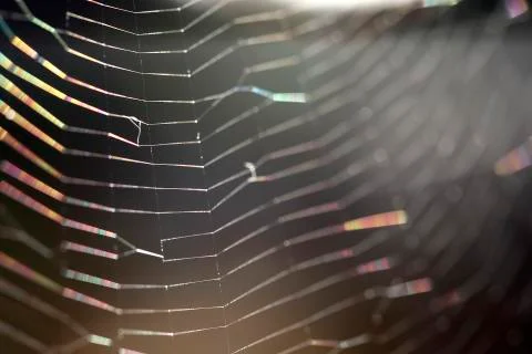 Closeup of a spider web Stock Photos