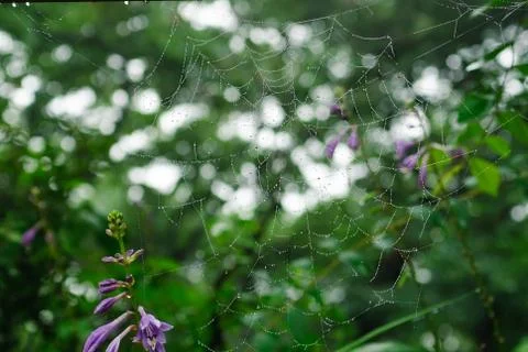 Closeup of spider web Stock Photos