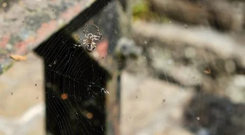 Closeup of spider in web Stock Photos