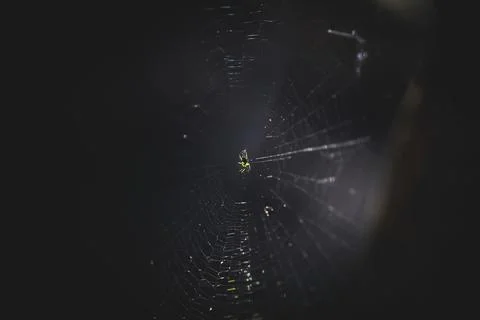 Closeup of a spider web Stock Photos