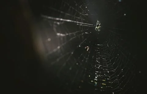 Closeup of a spider web Stock Photos