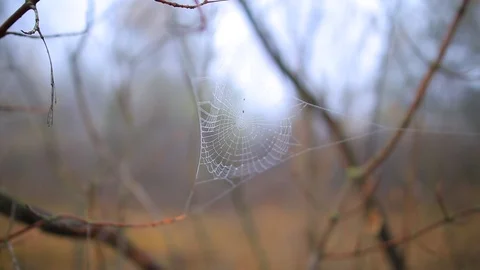 Closeup spider web in a water drop on tree branch Stock Footage 118697086