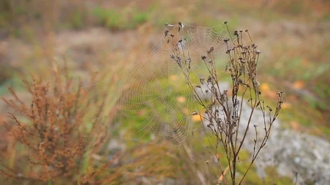 Closeup spider web in a water drop on tree branch at the quiet misty autumn day Stock Footage 118698141