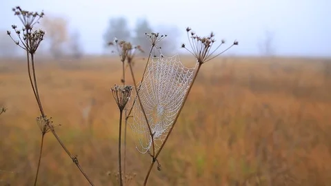 Closeup spider web in a water drop on tree branch at the quiet misty autumn day Stock Footage 118698731