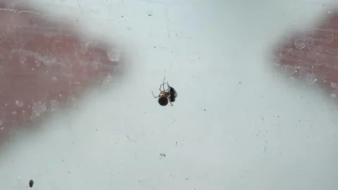 Closeup of a spider wrapping a fly with its web in front of a window in a house Stock-Footage 157818432