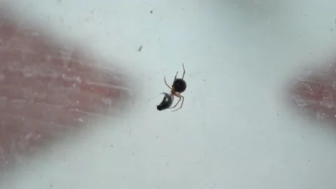 Closeup of a spider wrapping a fly with its web in front of a window in a house 库存影片 157820581