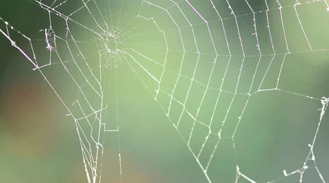Closeup of a spiders web Stock-Footage 69029259
