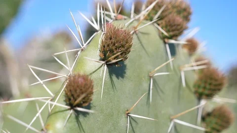 Closeup spikes and small sprouts of cactus plant Stock Footage 112123460