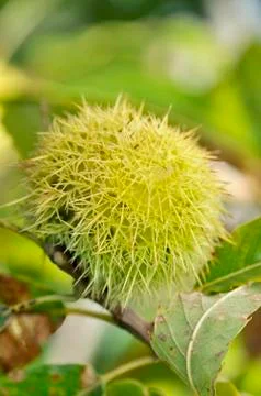 Closeup on spikes of chestnut Stock Photos