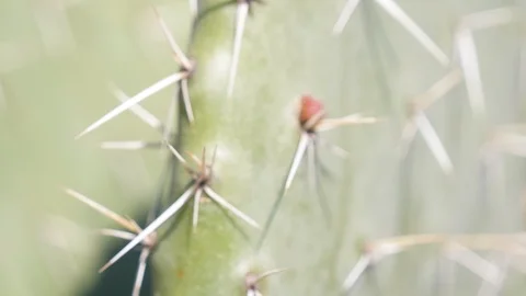 Closeup spikes of wild cactus handheld shot Stock Footage 112123498