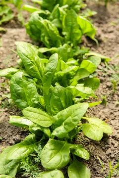 Closeup spinach. Rows of green spinach on a field. Vertical close up background Фото