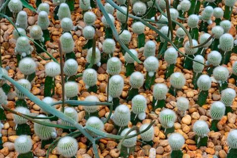 Closeup of spines on cactus, background cactus with spines Stock Photos