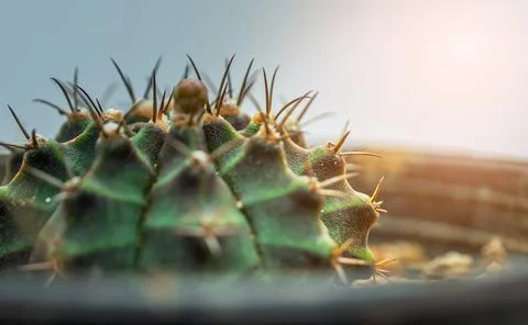 Closeup of spines on cactus, Cactus with sharp thorns. Stock-Fotos