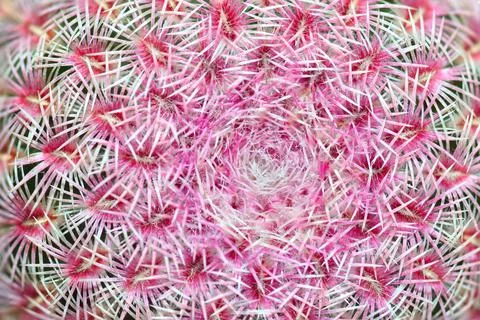 Closeup of spines on cactus Stock Photos